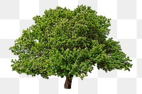 PNG green tree, collage element, transparent background