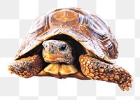 PNG Bell's hinge back tortoise, collage element, transparent background