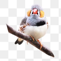 PNG cute bird, animal, collage element, transparent background