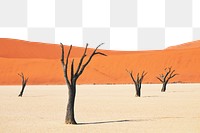 PNG Dead tree on desert collage element, transparent background