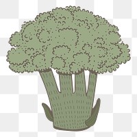 Broccoli png vegetable sticker, transparent background