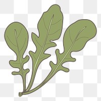 N arugula png vegetable sticker, transparent background