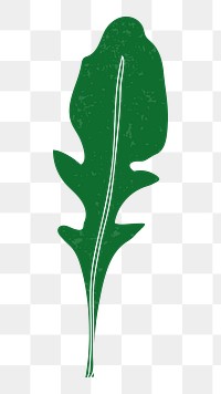 Arugula png vegetable sticker, transparent background