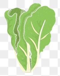 Lettuce png vegetable sticker, transparent background