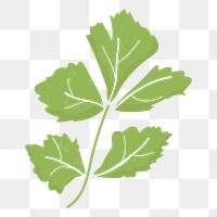 Leaf png vegetable sticker, transparent background