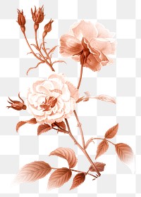 Pink wild rose png element, transparent background