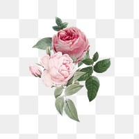 Wild rose flower png element, transparent background