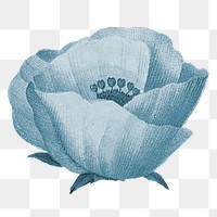 Blue poppy flower png element, transparent background