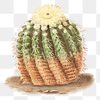 Cute watercolor cactus png illustration element, transparent background