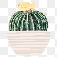 Cute potted watercolor cactus png illustration element, transparent background