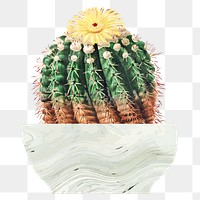 Yellow blooming cactus png illustration element, transparent background