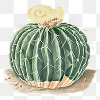 Yellow blooming cactus png illustration element, transparent background