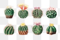 PNG Watercolor cactus illustration set, transparent background