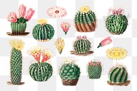 PNG Watercolor cactus illustration set, transparent background