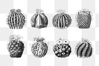 PNG Black & white cactus illustration set, transparent background