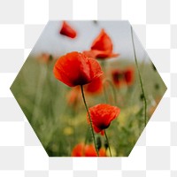 Poppy flowers png hexagonal sticker, transparent background