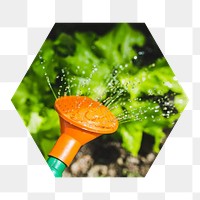 Watering vegetables  png hexagonal sticker, transparent background