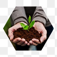 Png hands holding plants hexagonal sticker, transparent background