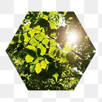 Beautiful greenery  png hexagonal sticker, transparent background