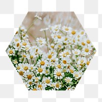 Chamomile field  png hexagonal sticker, transparent background