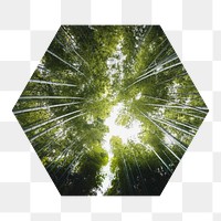Bamboo forest  png hexagonal sticker, transparent background