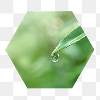 Png dewdrop on a leaf hexagonal sticker, transparent background