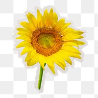 PNG sunflower sticker with white border, transparent background