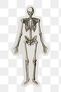 PNG aesthetic skeleton with white border, transparent background