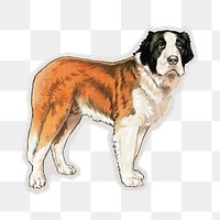 PNG Saint Bernard dog sticker with white border, animal on transparent background 