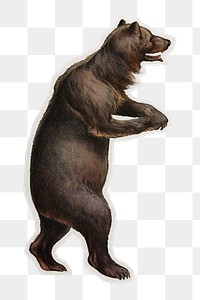 PNG vintage wild bear sticker with white border,  transparent background