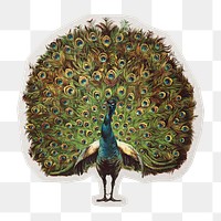 PNG vintage peacock sticker with white border,  transparent background