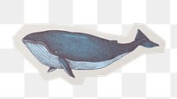 PNG whale sticker with white border, transparent background