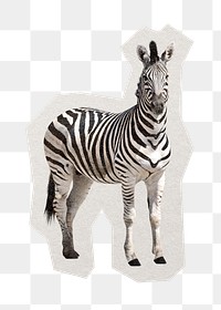 PNG zebra sticker with white border, transparent background