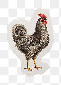 PNG rooster sticker with white border, transparent background