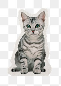 PNG cat sticker with white border, transparent background