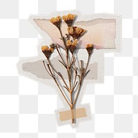 PNG dried flower sticker with white border, transparent background