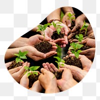 PNG Volunteers with sprout in hands, organic shape transparent background