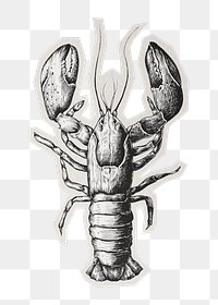 PNG lobster sticker  white border, transparent background