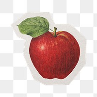 PNG apple sticker  white border,  transparent background