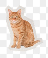 PNG cat sticker  white border,  transparent background