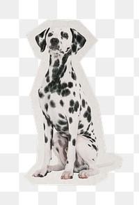 PNG Dalmatian dog sticker  white border,  transparent background