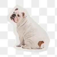 PNG Pug dog sticker  white border,  transparent background