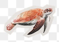 PNG Sea turtle animal environment sticker  white border , transparent background