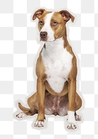 PNG brown dog sitting sticker with white border,  transparent background