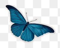 PNG blue butterfly color drawing, transparent background