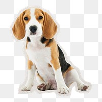 PNG Beagle dog sitting sticker with white border,  transparent background