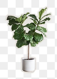 PNG fiddle leaf fig tree sticker with white border,  transparent background