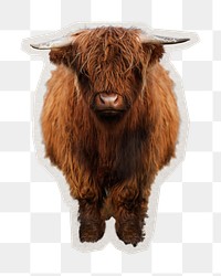 PNG brown highland calf sticker with white border, transparent background