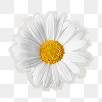 PNG white daisy sticker with white border, transparent background