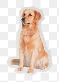 PNG Golden retriever sticker with white border, transparent background